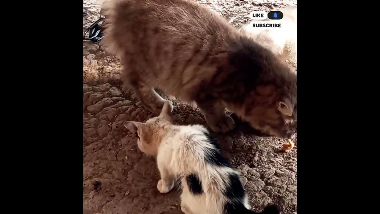 KUCING ANGGORA BERMAIN-MAIN @samsulrijal 