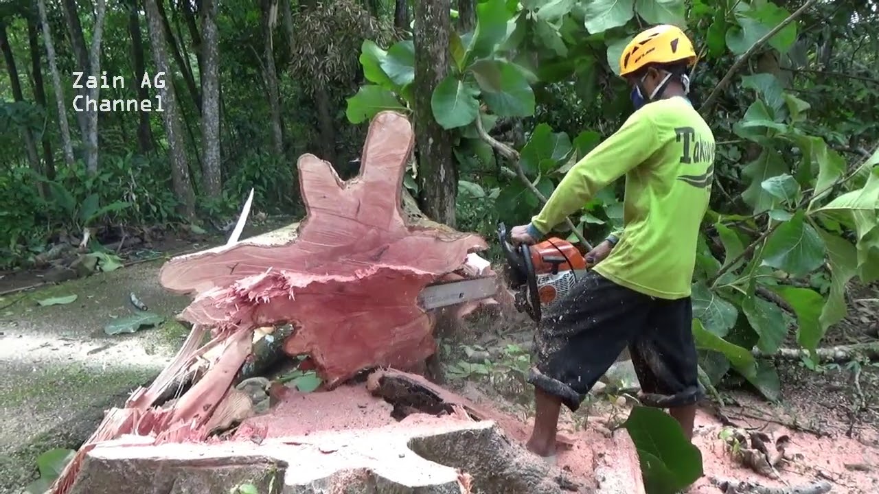 Резка дуриановых деревьев - бензопила STIHL MS 382