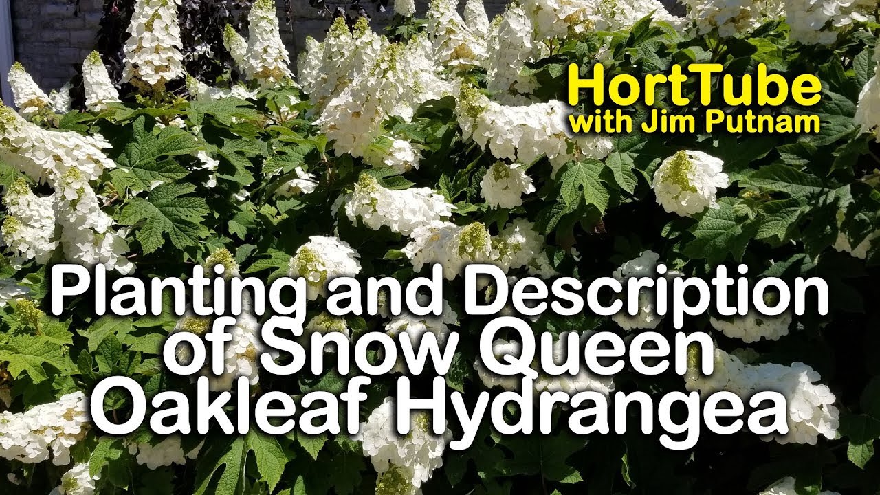 How to grow Snow Queen Oakleaf Hydrangea - Planting and Description