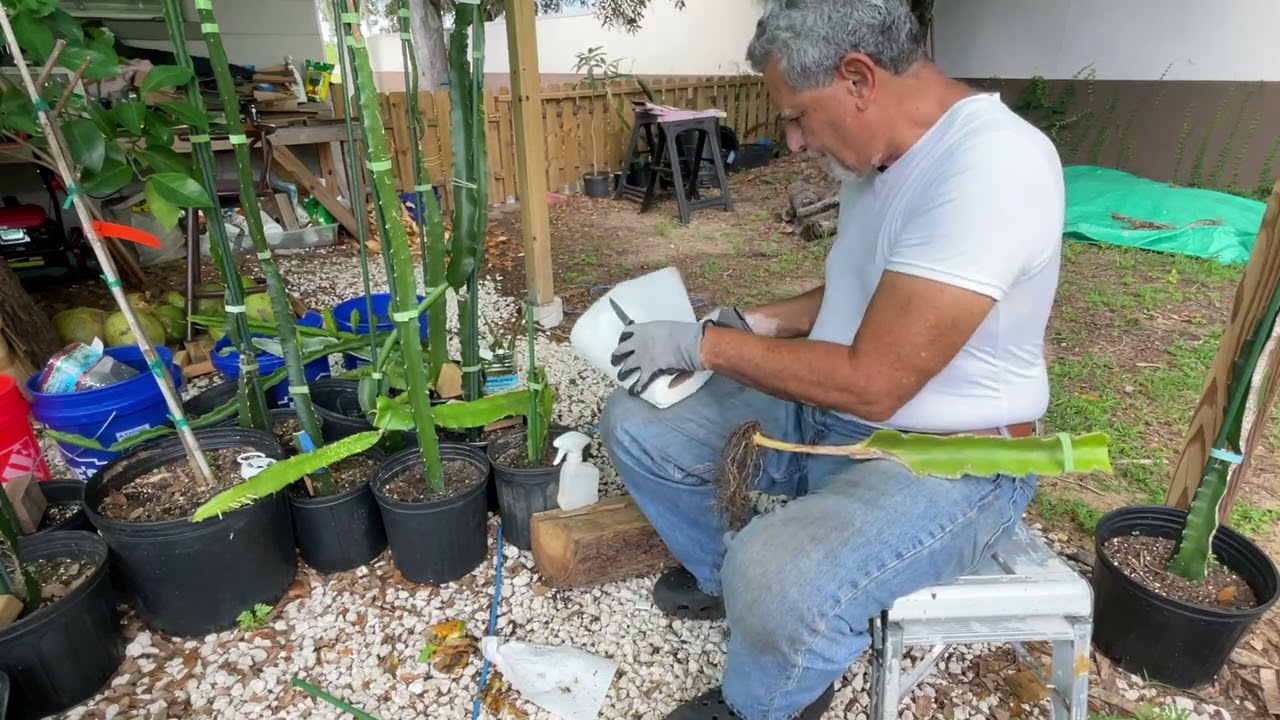 Limpiando y desinfectando esqueje de pitahaya