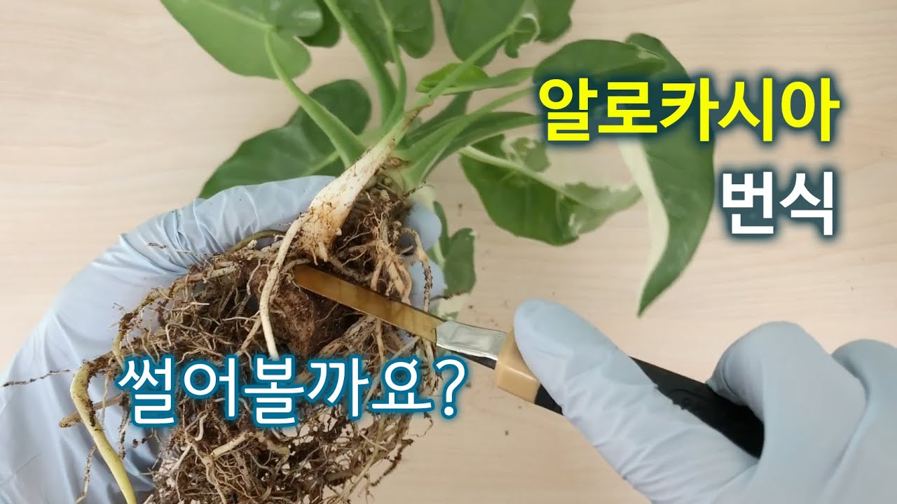 알로카시아 번식 (썰기/분주/구근)