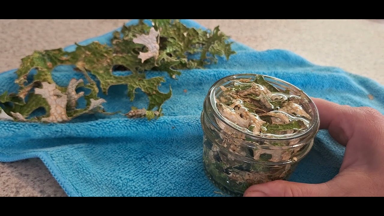 How I tincture Lungwort Lichen