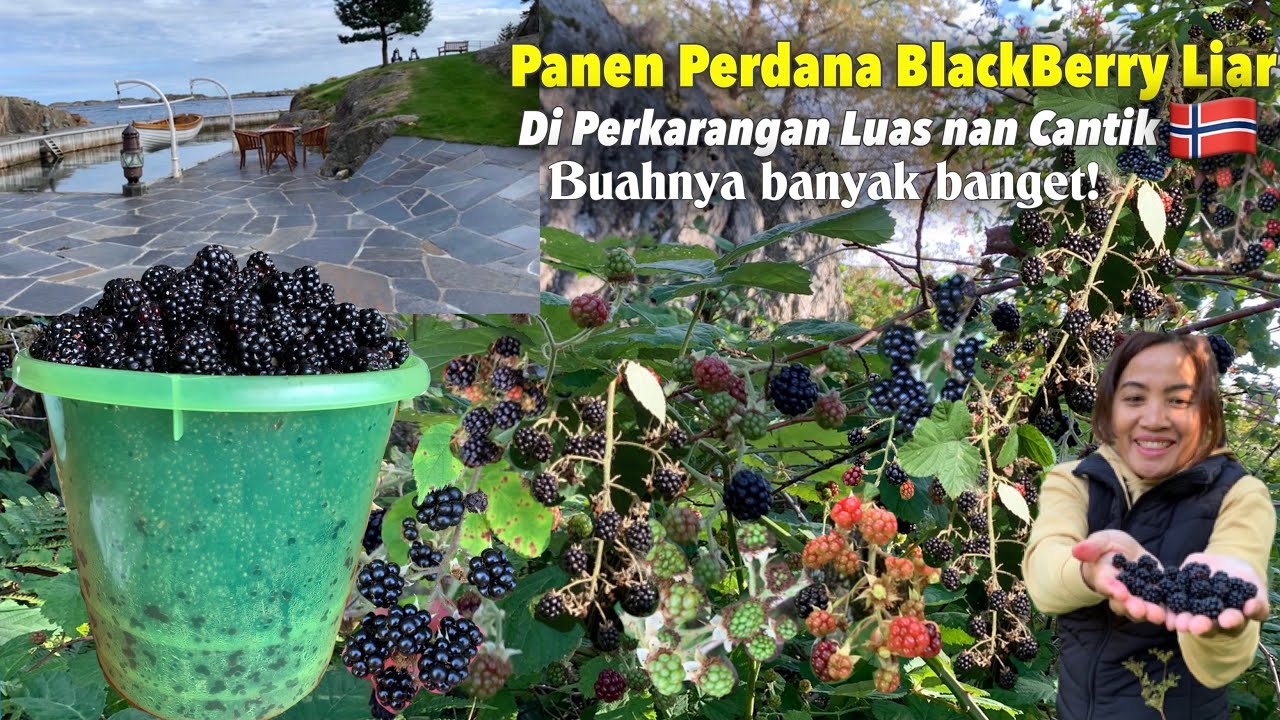 PERDANA!!! PANEN BLACKBERRY LIAR BERKILO-KILO SE LEBAT INI