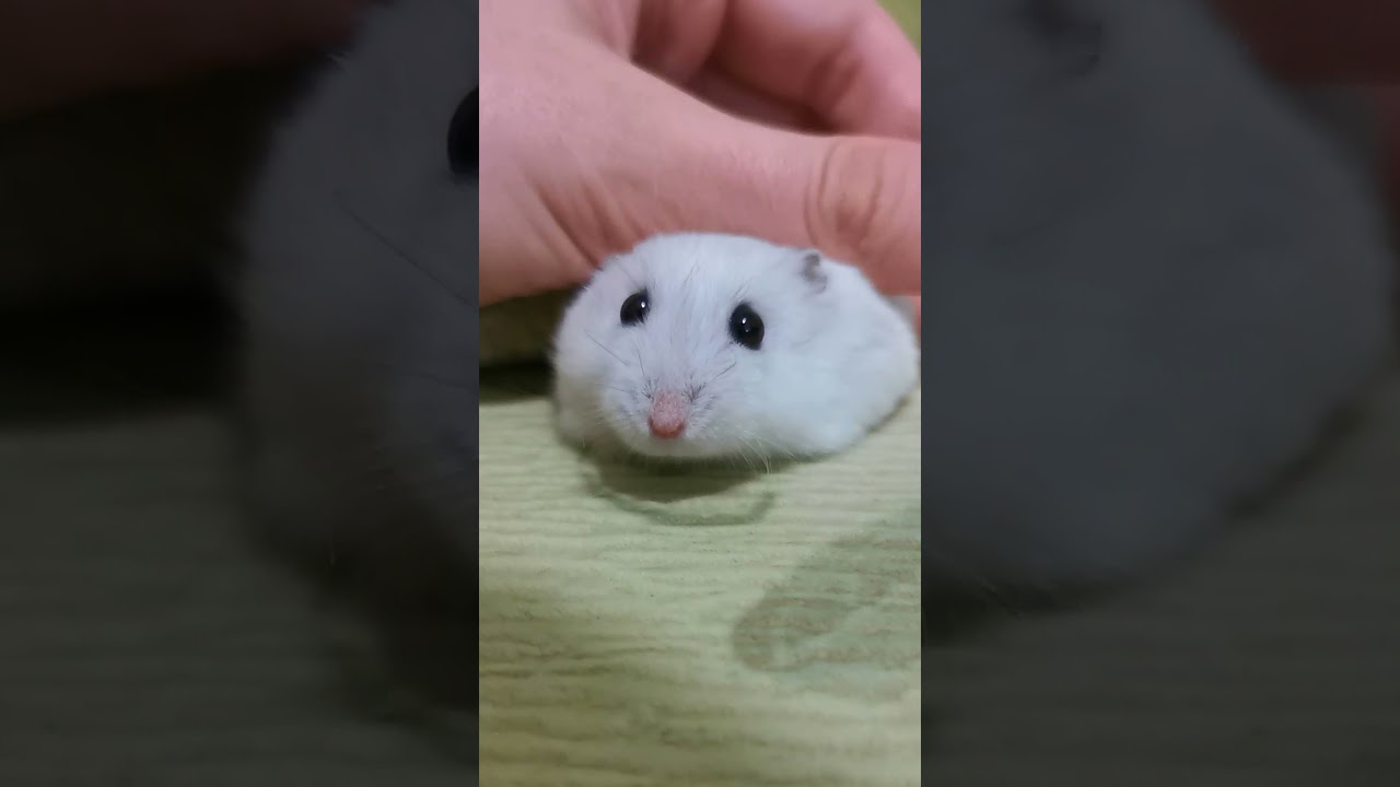 Милый забавный джунгарик #Shorts 😍 Милые Грызуны