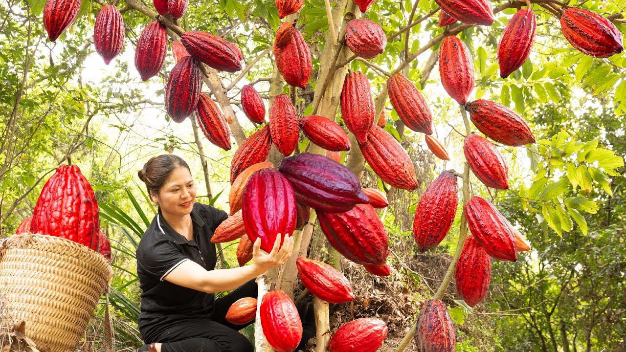 Satisfying Village Life 🌿 Cocoa Fruit Harvesting - How to Make Traditional Trompe L'oeil Pastry