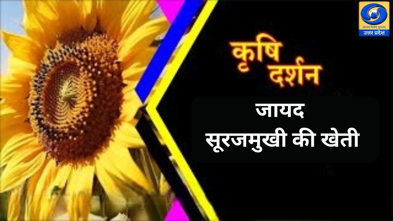 🔴जायद सूरजमुखी की खेती | कृषि दर्शन | किसानों के लिए फायदेमंद खेती | DDUP
