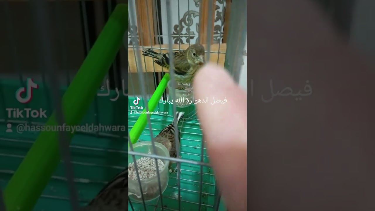 هجين الحسون طفرة الله يبارك كاملو الفيديو للأخير متعة خاوتي