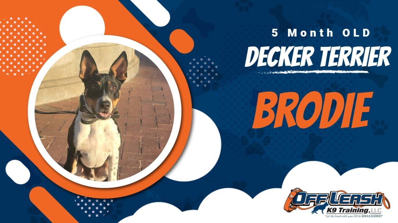 Best Decker Terrier Dog Training | Santa Maria, CA | Brodie