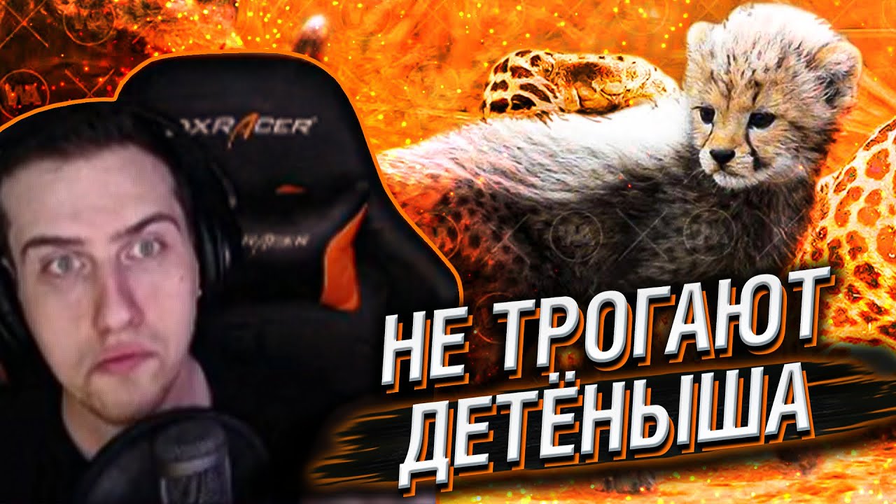 Hellyeahplay смотрит: Вот Почему Хищники Не Трогают Детенышей Гепарда