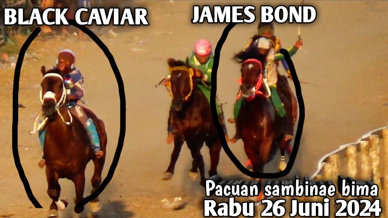 Dewasa F !!! PACUAN KUDA SAMBINAE KOTA BIMA 2024 !!! PACUAN KUDA JAMES BOND