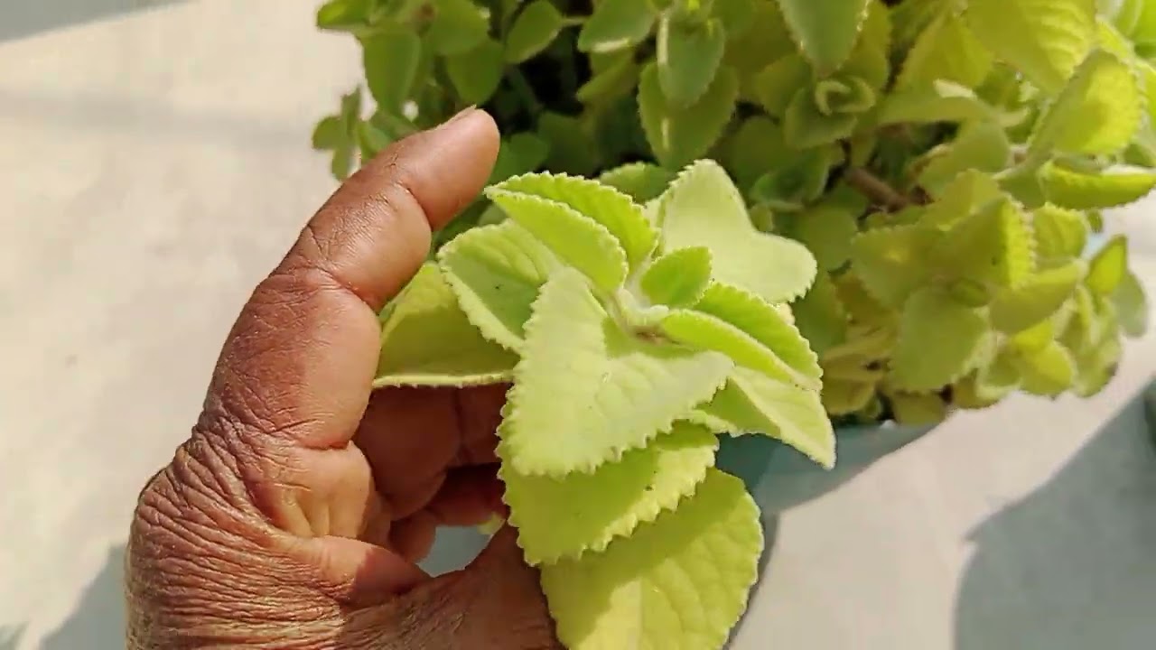 Ajwain ka paudha tahani se lagaen