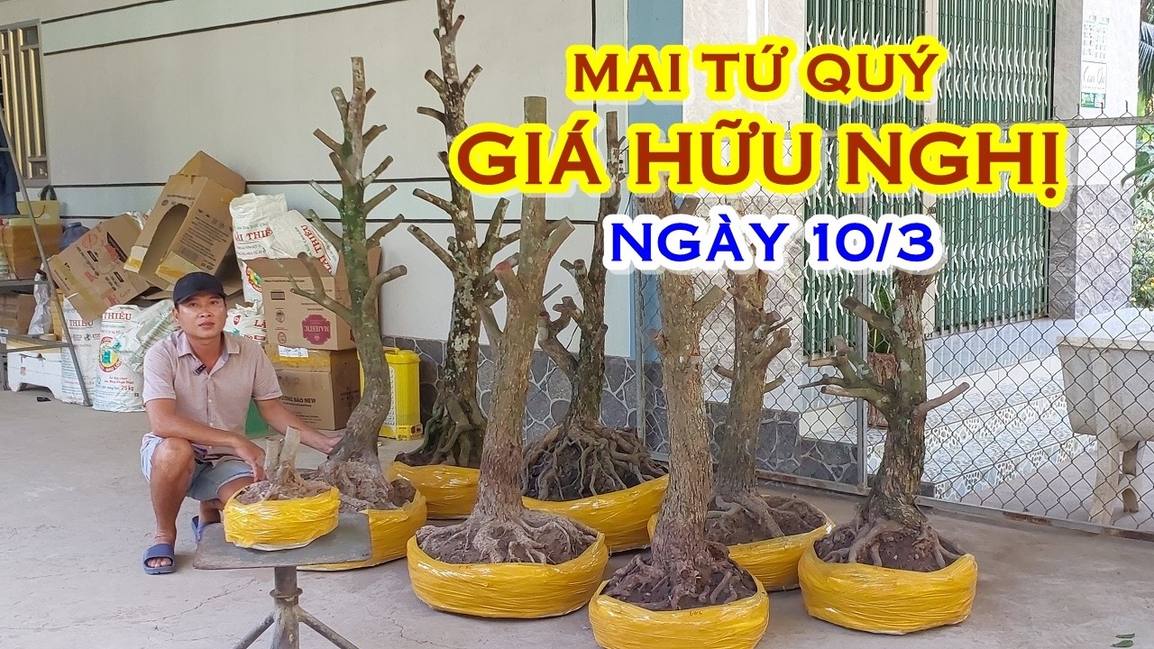 PHÊN 📲 O368831191 GIÁ TỐT - MAI TỨ QUÝ DÁNG ĐẸP GIAO LƯU NGÀY 10/3 