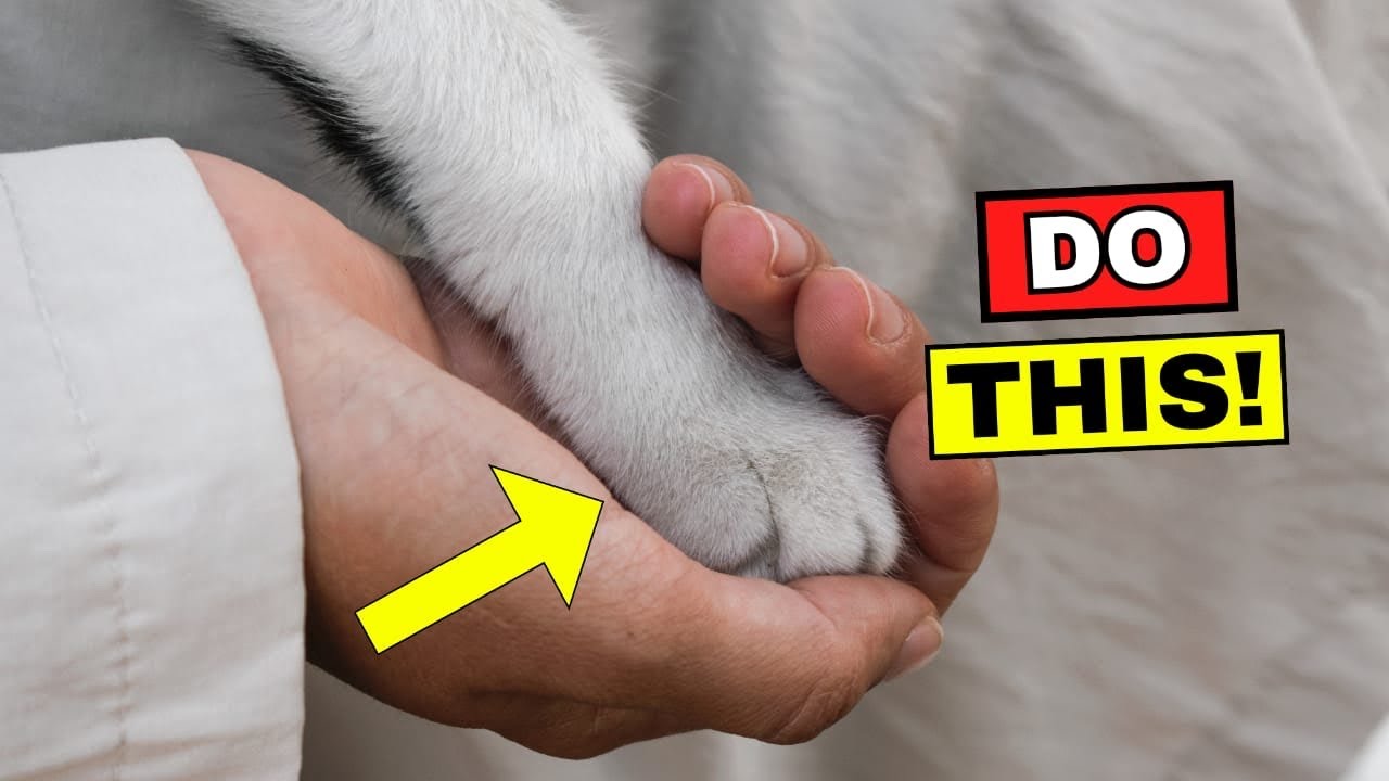 16 Ways to Tell Your Cat You Love Them (So That They Understand)