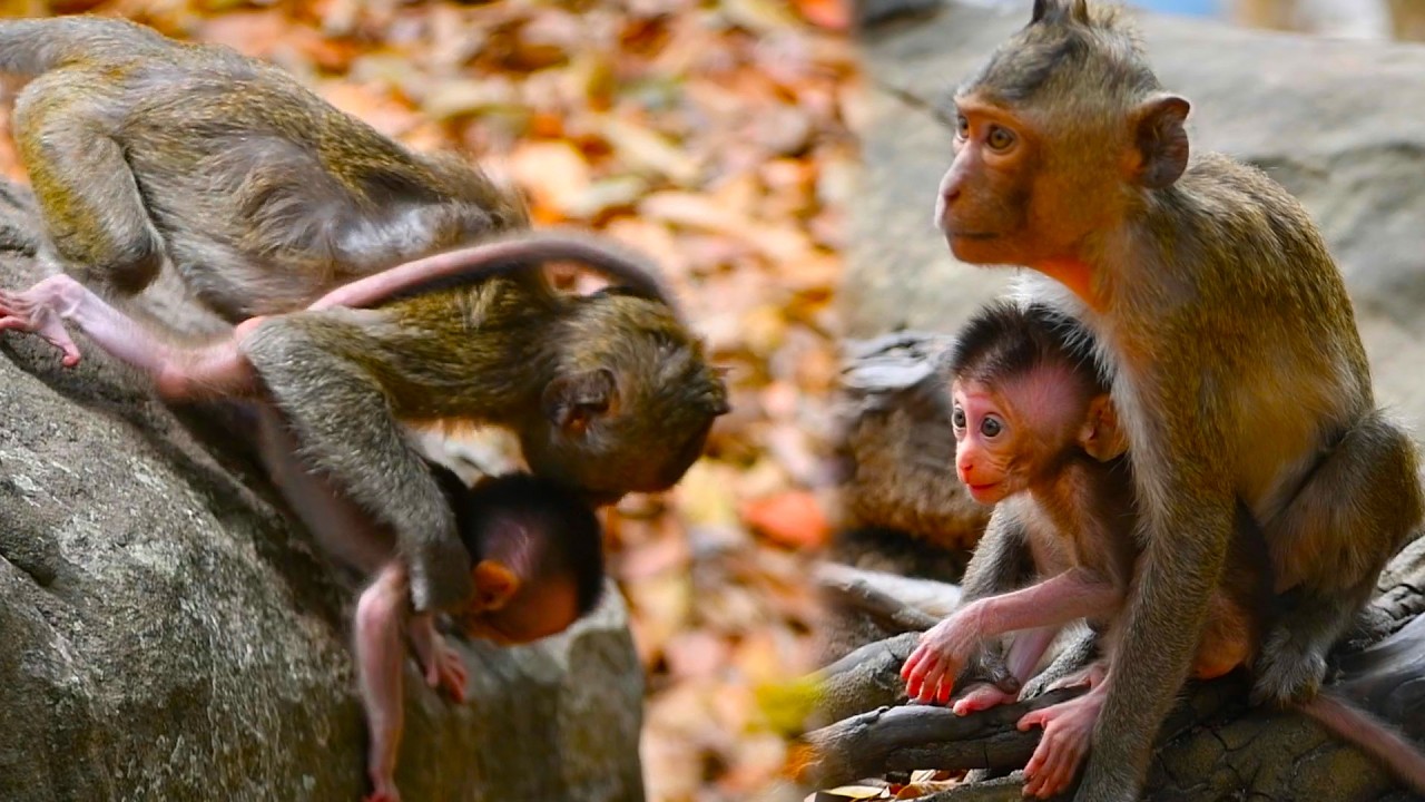 The little monkey snatched the adorable baby from its mother to play in different places