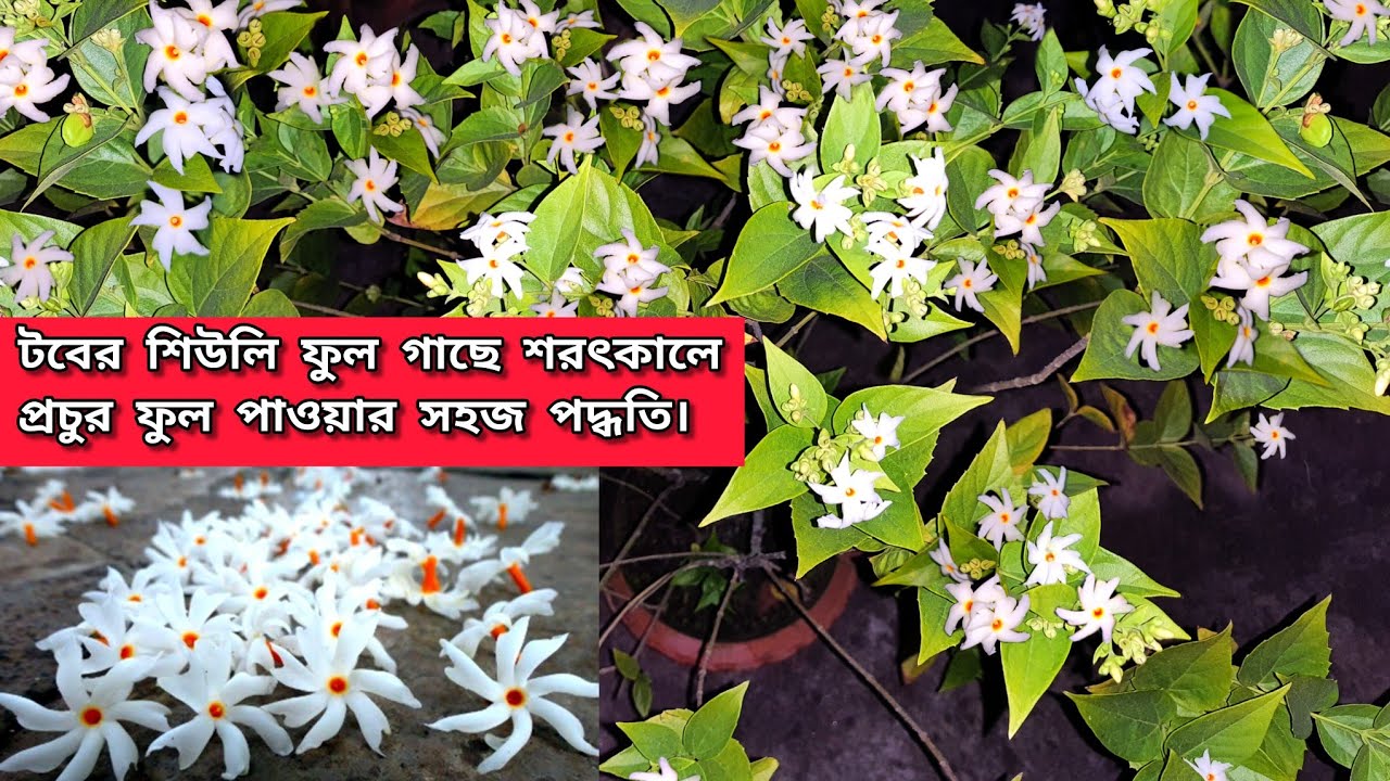 শিউলি Flower Plant Care In August - September. #garden #gardening