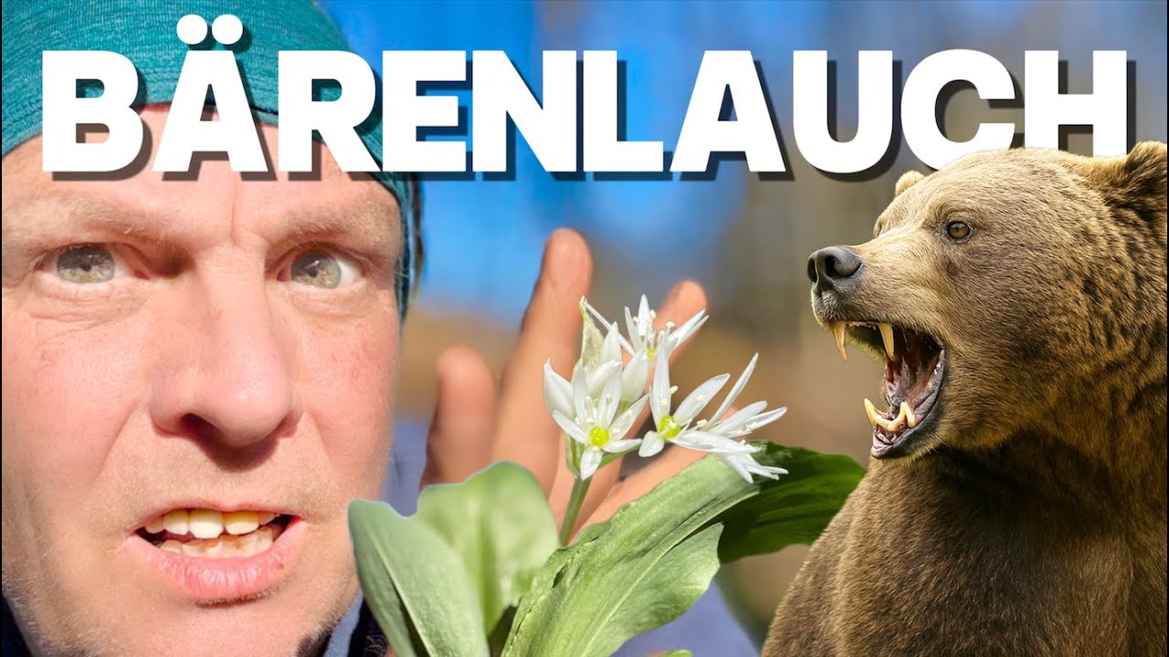 B&auml;rlauch - Weckt B&auml;renkr&auml;fte, Schwermetallausleitung, Inhaltsstoffe, Wirkung, Verarbeitung, Rezepte