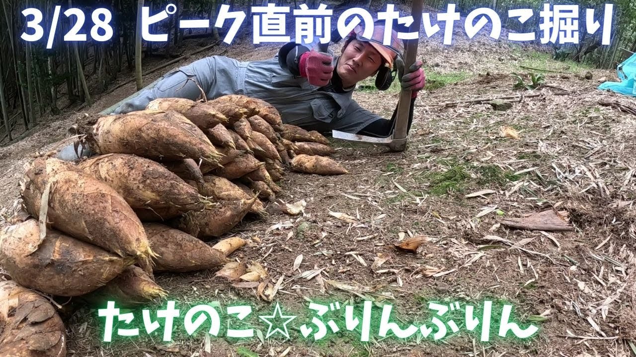 ピーク直前のたけのこ掘り　３月２８日　徳島県阿南市