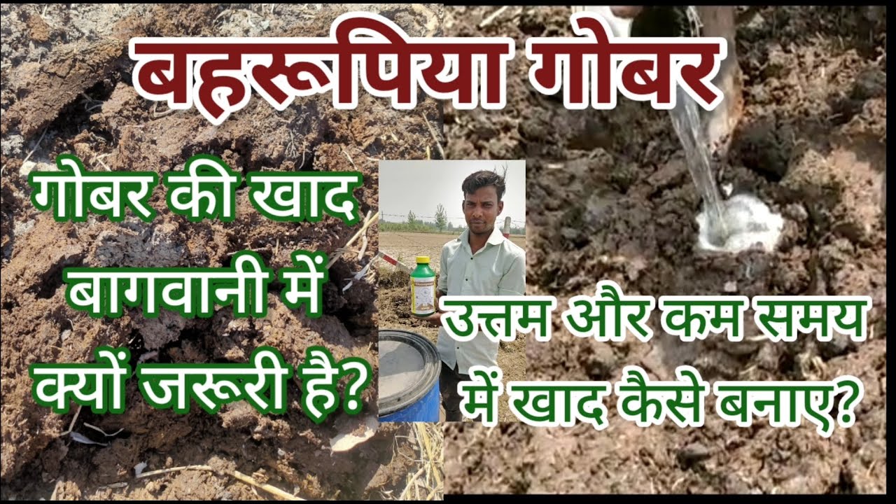 235. बहरूपिया गोबर: क्या इसके बिना बागवानी या खेती संभव है? Importance of Manure in horticulture