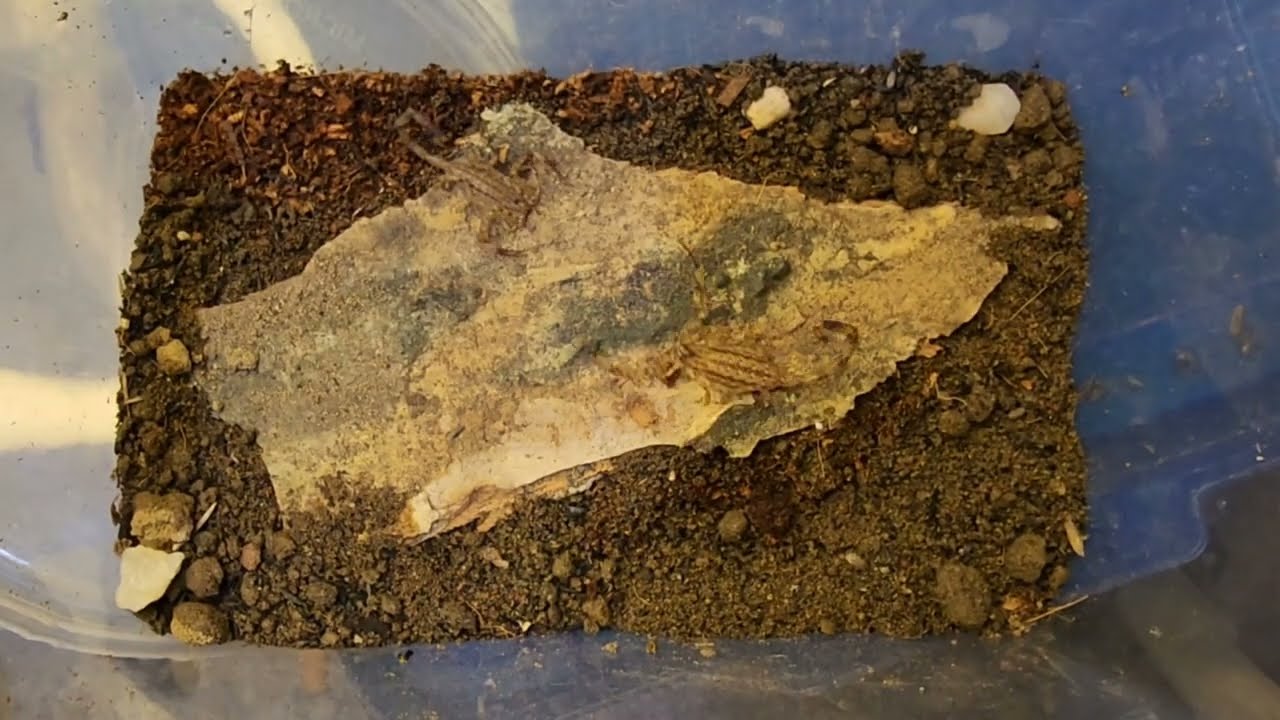 Isometrus maculatus breeding & hottentotta jayakari breeding and tristis scorplings update
