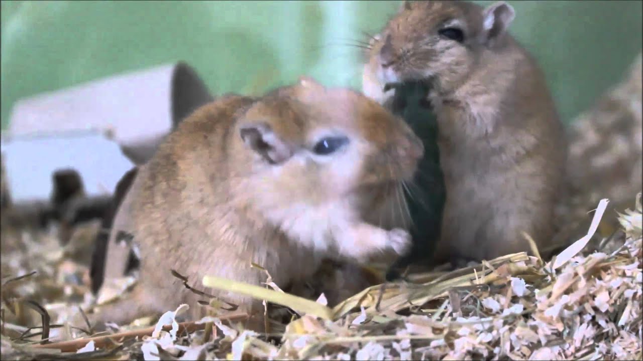 Das Verhalten von Rennmäusen | Der Streit um das futter