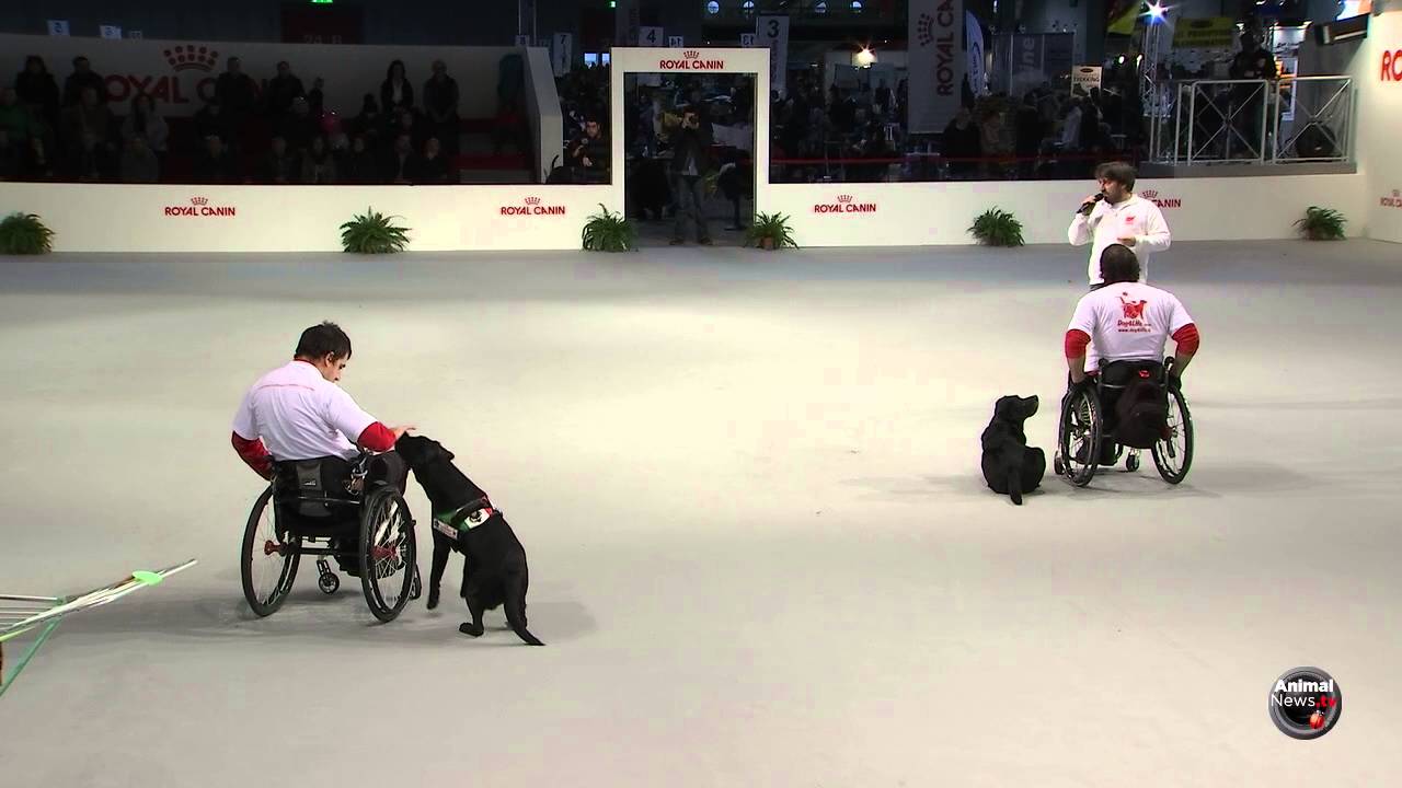 Expo Sedriano 2016 - Cani da assistenza