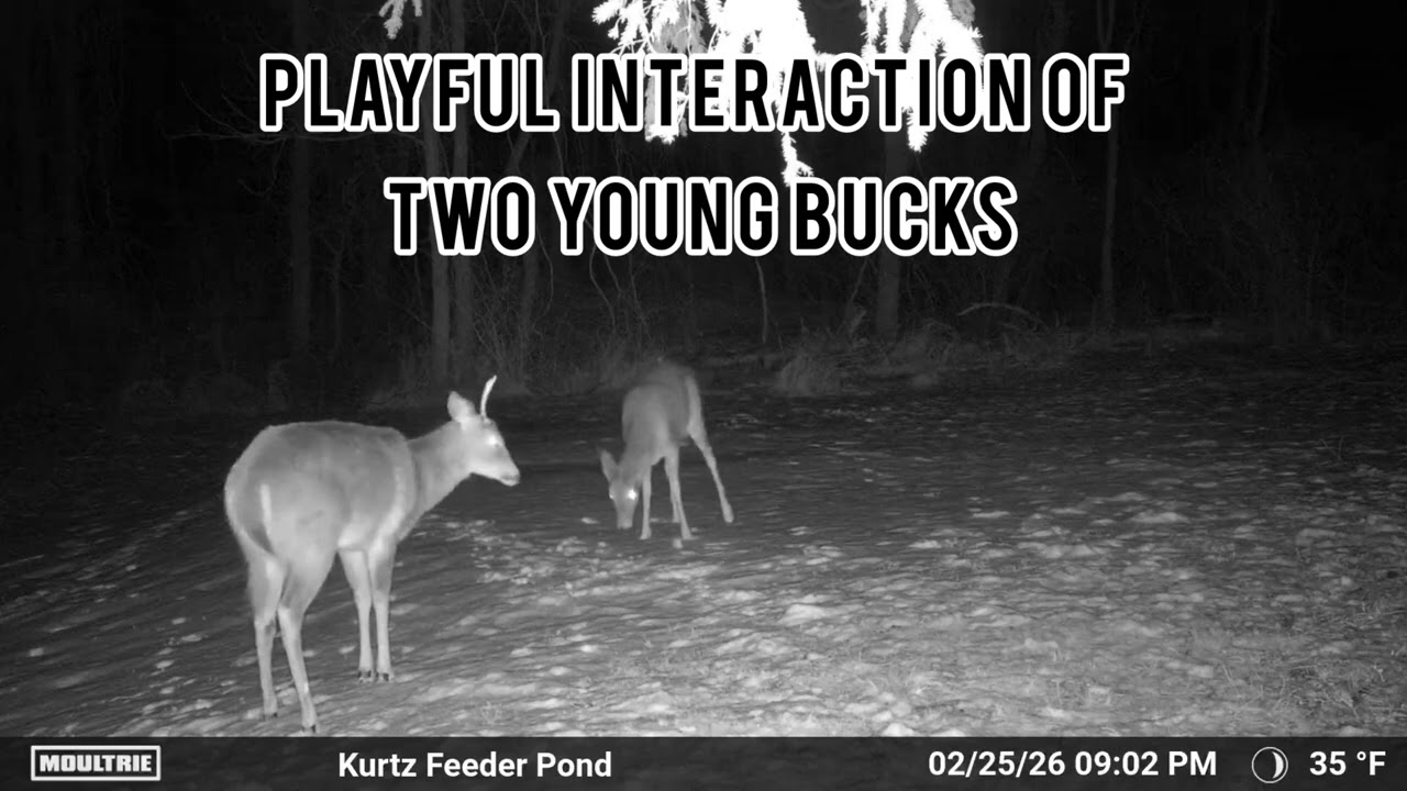 Sharing some late season trail camera magic @Moultrie.Products 