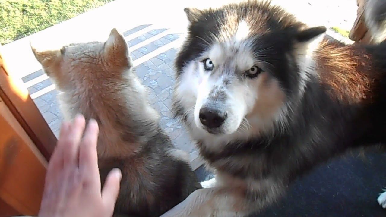 Поведение кобеля хаски во время течки Ч.1\behavior of a husky dog ​​during estrus
