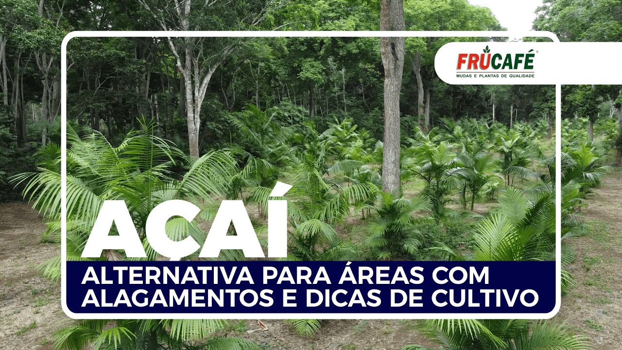 O AÇAÍ como Alternativa para Áreas com Alagamentos e, Dicas de Cultivo.