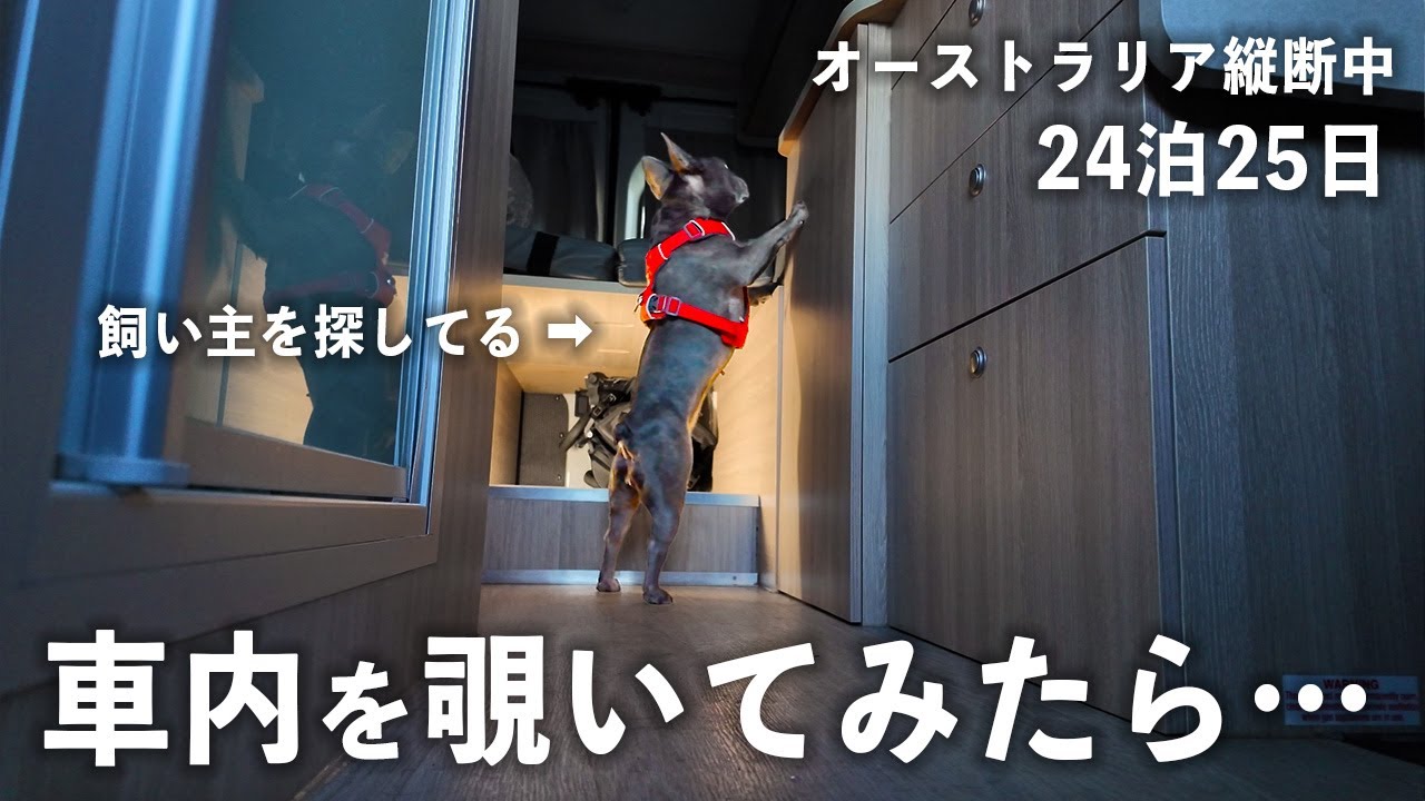 【モニタリング】愛犬の車内でのお留守番の様子を隠し撮りしてみたら…【24泊25日車中泊旅】
