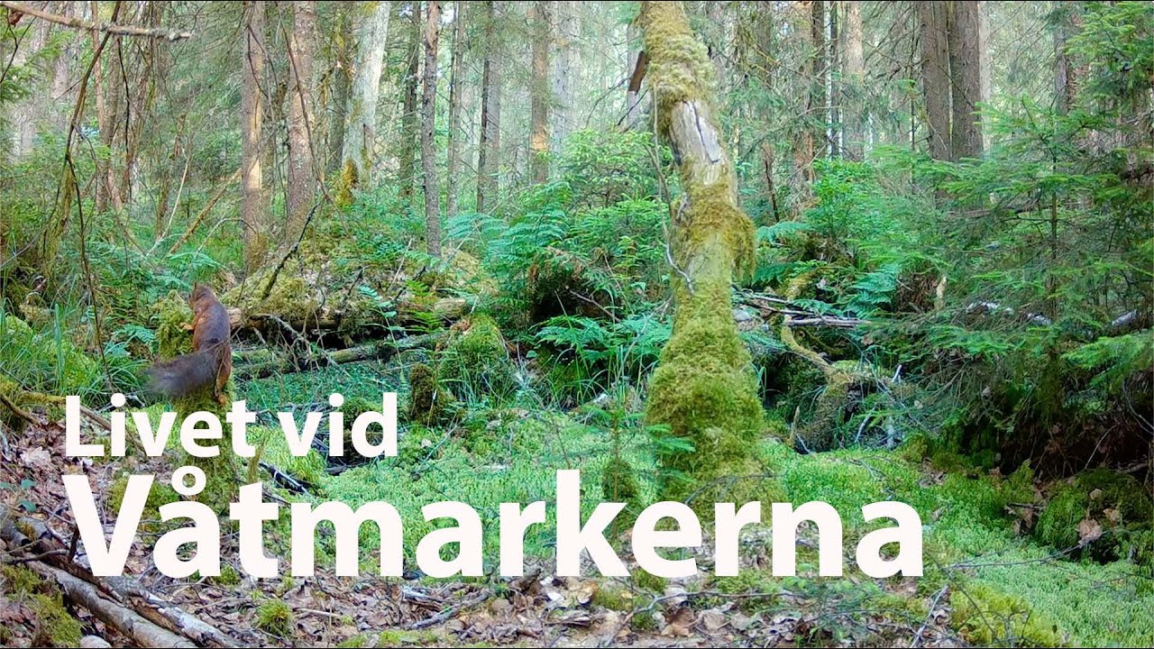 Livet vid våtmarkerna – skogen, vattnet och det vilda