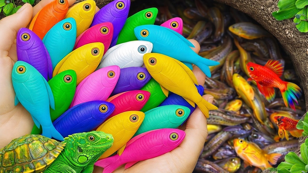 Catch beautiful aquarium fish in small pond baby turtles, molly fish, rat fish, guppies, iguanas