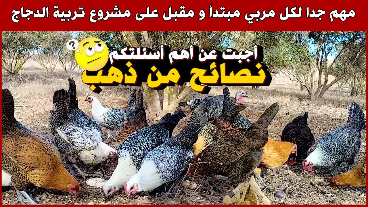 الخطوة الأولى🐓 كيف تبدأ في مجال تربية الدجاج البلدي و السلالات و تنجح فيه ؟ نصائح مهمة لكل مبتدأ 💯