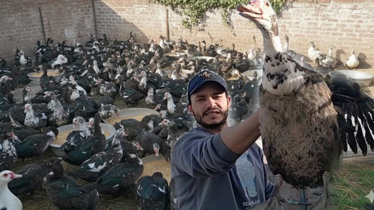 عشان تخلي البط 