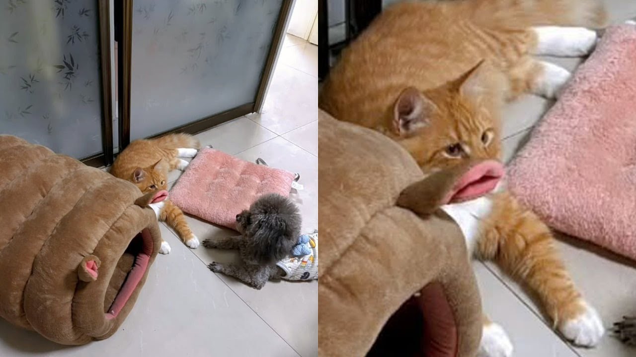 Cats Just Doing What Cats Do Best 🤣Funny Cats Videos 2025 🐱 Part 80