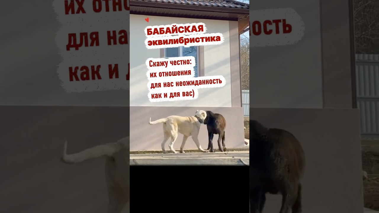 Бабайская ЭКВИЛИБРИСТИКА ❤️ #помощьбездомнымживотным #собака