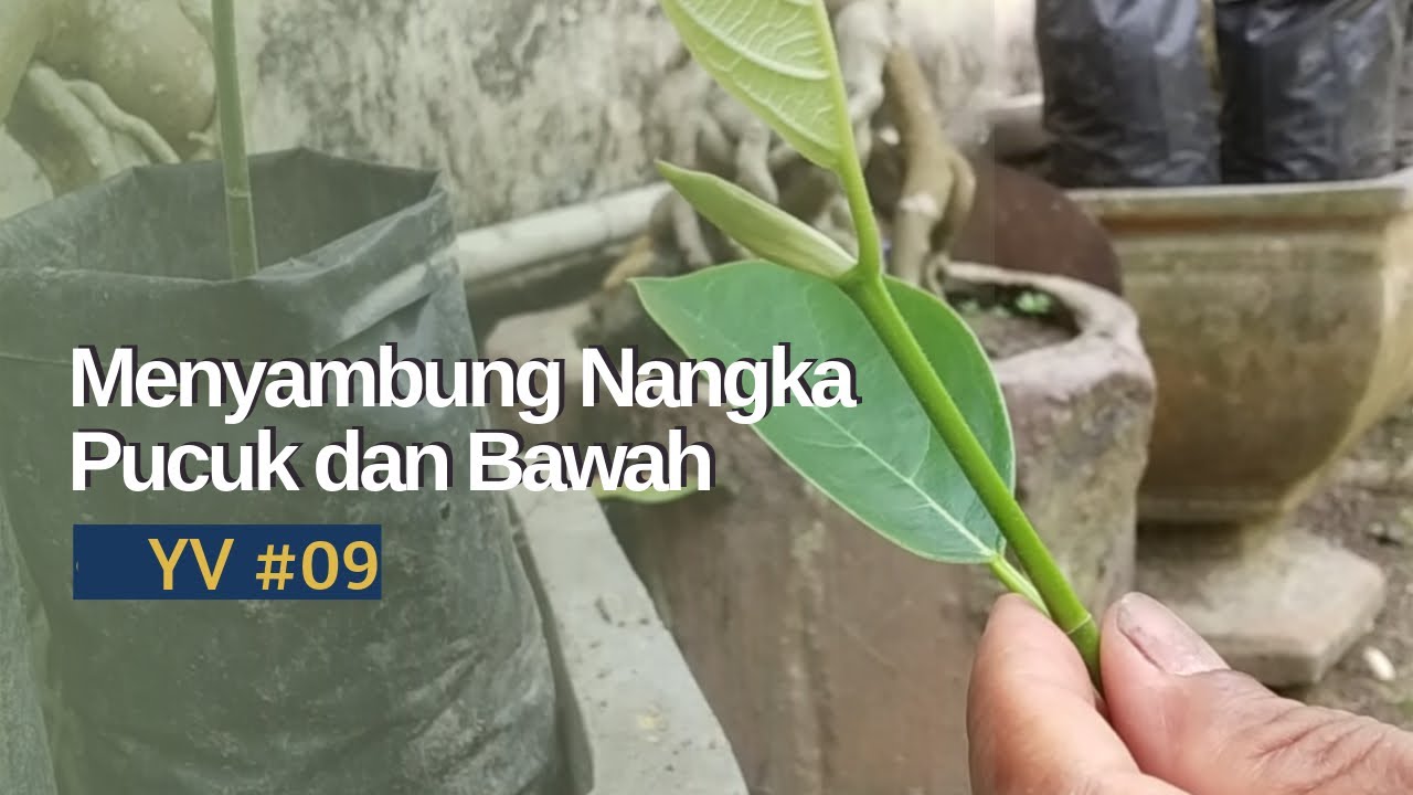 Cara menyambung bibit nangka agar cepat berbuah seperti yang di inginkan