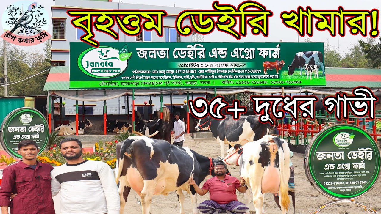 জনতা ডেইরি এন্ড এগ্রো ফার্ম।ব্র্যান্ড কালেকশন ৩৫+দুধের গাভী।জোড়া গাভী কিনলে কক্সবাজার ট্যুরের অফার!