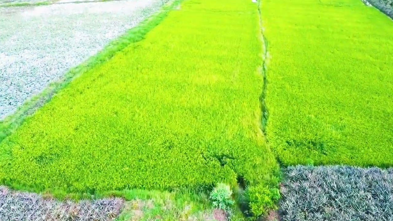 Ruộng lúa được nhìn từ trên cao xuống.dji mini2 se 