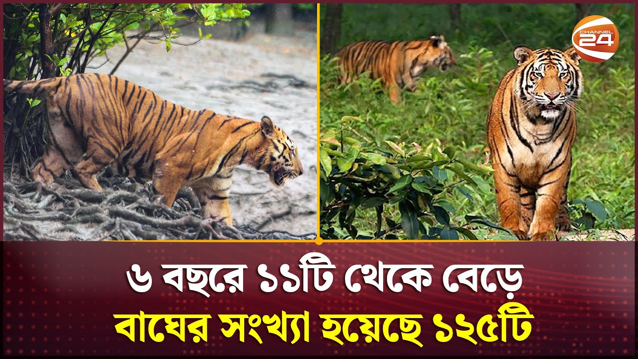 ‘সুন্দরবনে বাঘের সংখ্যা বৃদ্ধির নেপথ্যে দস্যুমুক্ততা অন্যতম কারণ’ | Tiger | Sundarbans | Channel 24