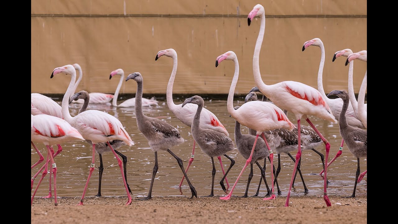 Flamingo Colony Welcomes New Additions