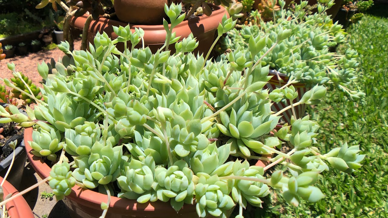 SUCULENTA PENDENTE DE SOL Graptopetalum macdougallii - Propagação e Cultivo