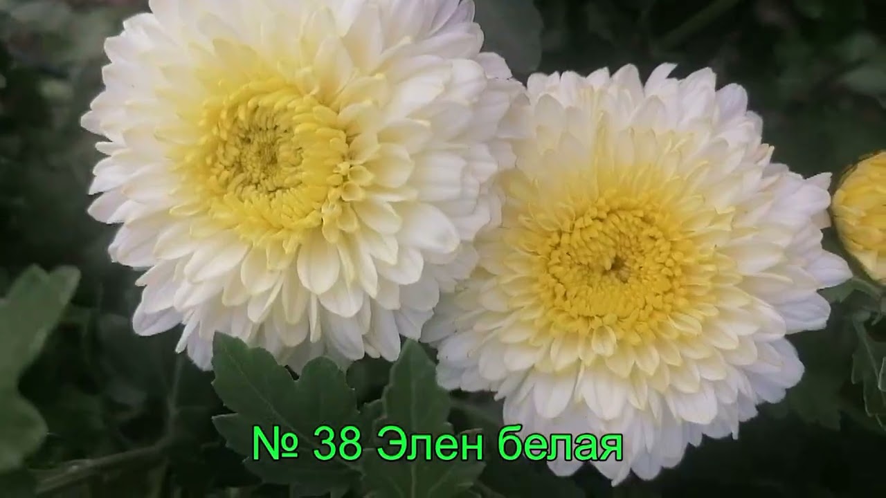 Обзор цветения корейской хризантемы 18 09 25 часть 1  Отправка маточников почтой России