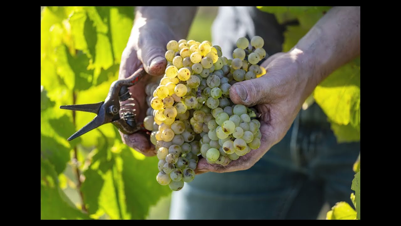 125 ans d'histoire du Domaine du Colombier