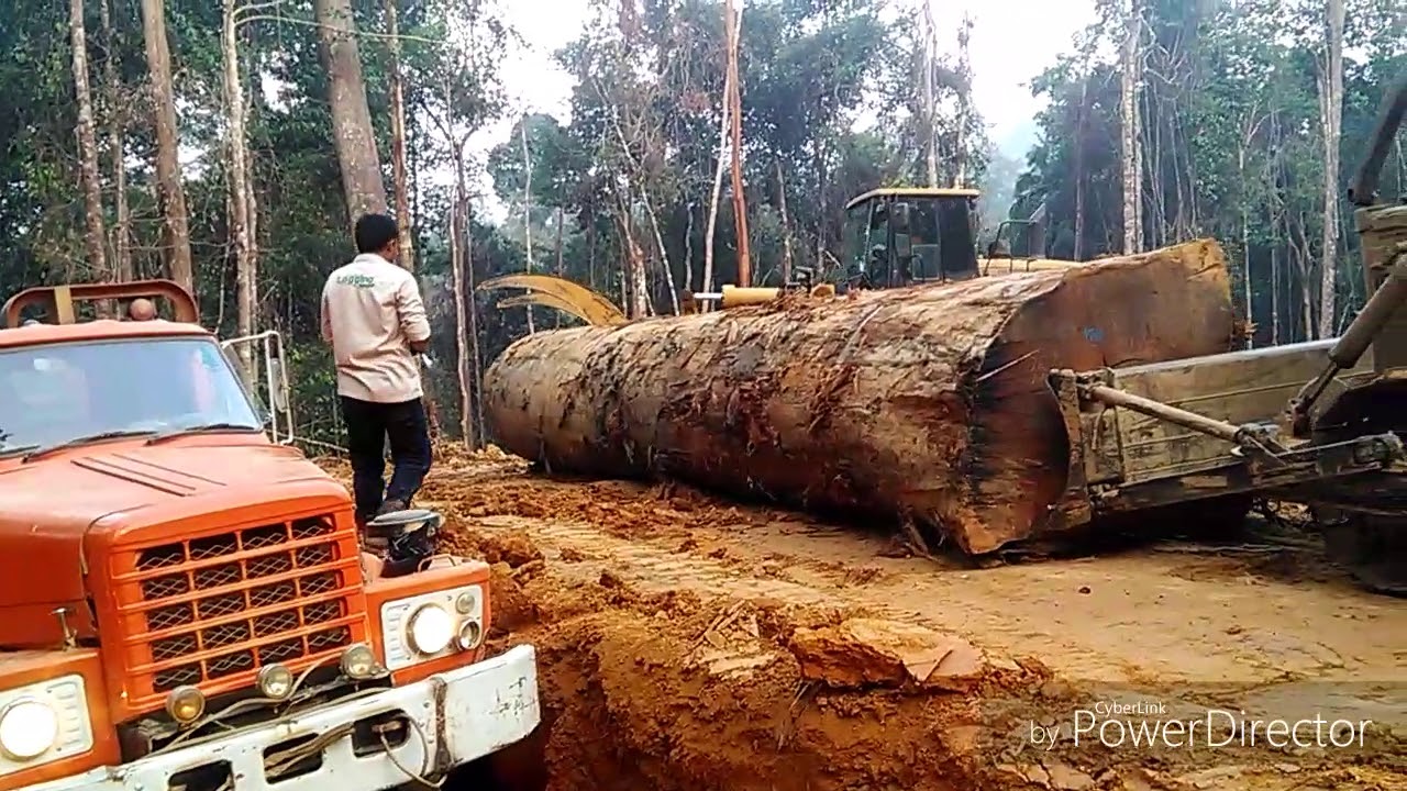 Proses pemuatan kayu loging 1 batang 25,48 kubik  ke #truck #nissan #tza520 #truckmania