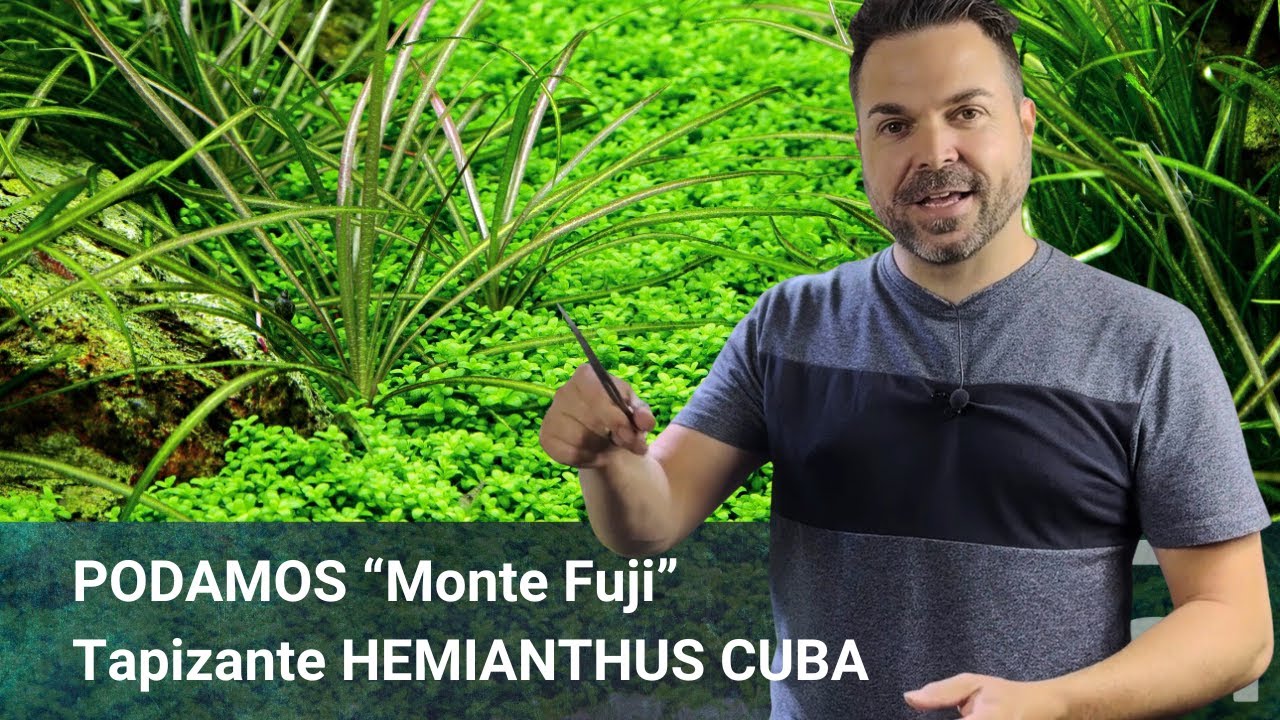 Poda de Tapizante Hemianthus CUBA | Monte Fuji | NAscapers Acuarios Naturales ►
