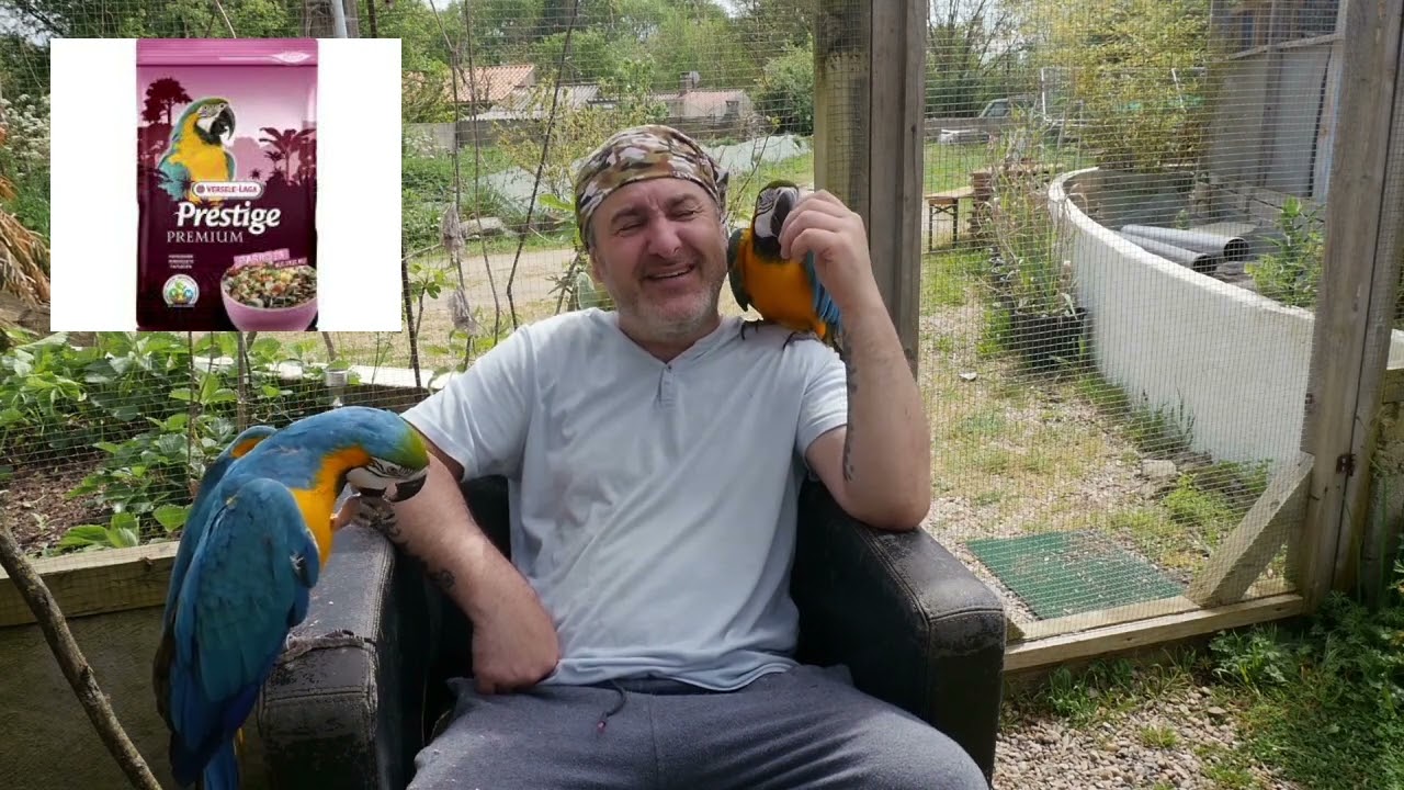 le Ara Ararauna
