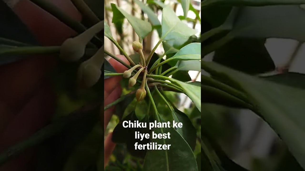 Chiku/ Sapota ke liye best fertilizer ka kare use #chiku #fertiliser #fertilizer #sapota #plant #tip