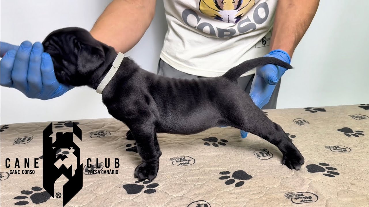 GABO - MACHO PRETO DE CANE CORSO