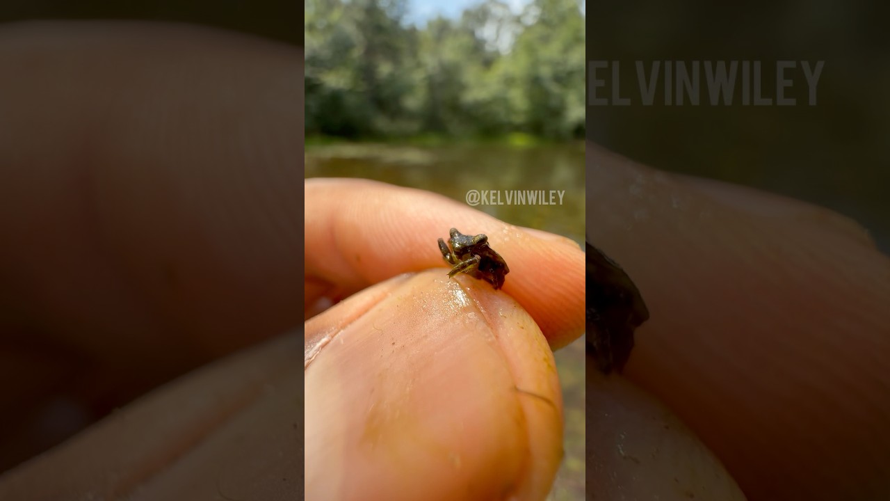 Tiny Frog-like Insect!!!