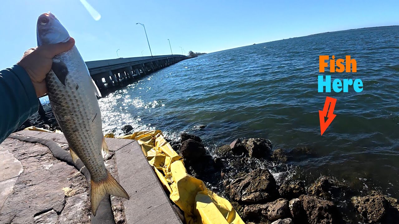 I Can't Believe I got this Fish On Mangrove tree Crab! Fishing the Skyway Bridges